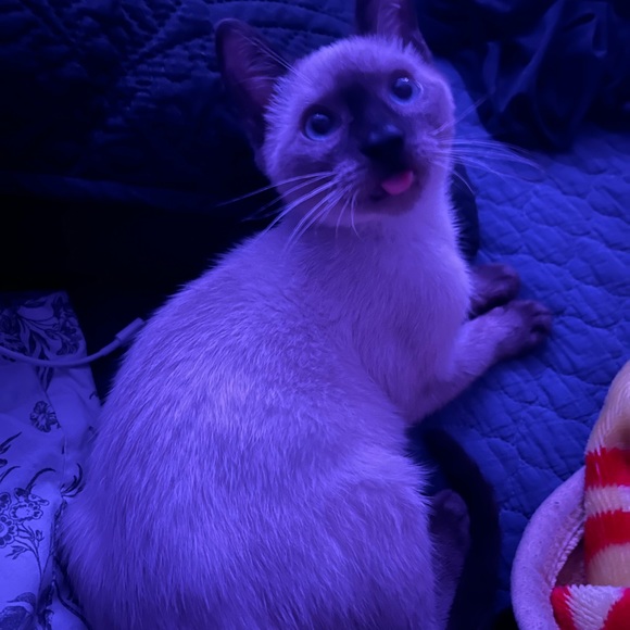 Meet your Posher, Rosemary - Picture 1 of 1